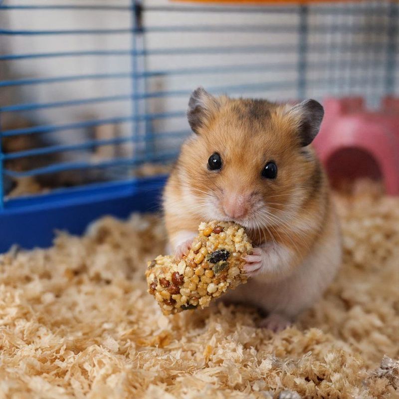 Golosina en Barra Kaytee Honey Treat para Hamster y Gerbo de 8 oz