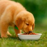 Alimento para Perro Cachorro Raza Grande y Mediana con ExtraLife 4.4 Lb