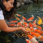 Alimento para Pez Tetra Pond Variety Blend Bolsa de 2.25 lb