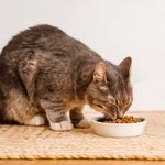 Concentrado Select Skin and Coat para Gatos Adultos 7 Kg