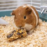 Golosi­na en Barra Kaytee Honey Treat para Conejillo de India de 7 oz