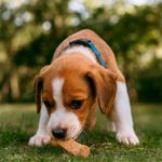 Galletas Horneadas para Perro Adulto Raza Pequeña Carne y Avena 200 Grs