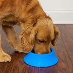 Plato de Plástico para Perro Mediano Color Azul