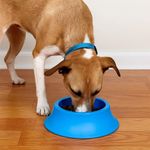 Plato de Plástico para Perro Mediano Color Azul