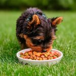 Alimento para Perro Cachorro Raza Minis y Pequeños con ExtraLife 4.4 Lbs