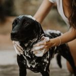 Shampoo y Acondicionador para Perro Pelo Oscuro 1 Gal