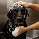 Shampoo y Acondicionador para Perro Pelo Oscuro 1 Gal