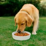 Alimento para Perro Adulto Raza Grande y Mediana con ExtraLife 4.4 Lbs