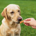 Galletas para Perro Todas las Etapas y Razas con Pollo Vegetales y Manzanilla 900 Grs