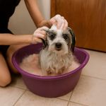 Shampoo para Perros 3 en1 de 18 Oz