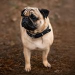 Collar para Perro de Nylon Grande 60x3 cm - Colores Surtidos