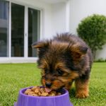 Alimento Húmedo para Perro Cachorro Todas las Razas Sabor Carne 100 Grs