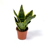 Planta Natural Sansevieria Con Maceta 30X20 Cm - Orquideas Sym