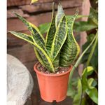 Planta Natural Sansevieria Con Maceta 30X20 Cm - Orquideas Sym