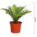 Planta Natural de Semi Sombra 10