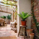 Planta Natural de Semi Sombra 10