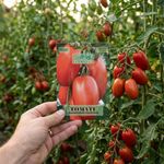 Semillas de Tomate Germoveg’s para Siembra Bolsa de 1 Gramo