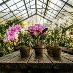 Fertilizante para Orquídeas Garden Feed de 500 g