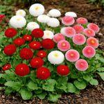 Semillas de Margarita Botoncitos para Jardín de 0.1 Gramo