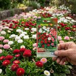 Semillas de Margarita Botoncitos para Jardín de 0.1 Gramo