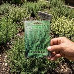 Semillas de Tomillo para Cultivo Aromático y Culinario de 0.1 Gramo
