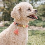 Collar LiL Pals Puppy Mini para Perro Color Rosa de 3/8 Plg