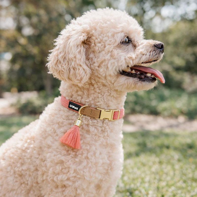 Collar LiL Pals Puppy Mini para Perro Color Rosa de 3/8 Plg