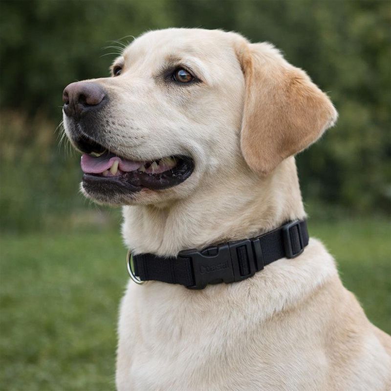 Collar Tuff para Perro Color Negro de 1 Plg