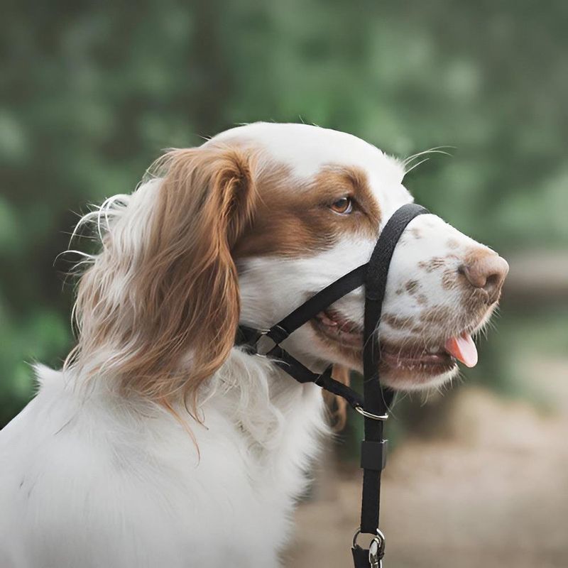 Bozal Ajustable Educativo Color Negro para Perro Talla S