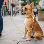 Correa para Perro Snake Chain Color Dorado de 4 Mm x 120 Cm