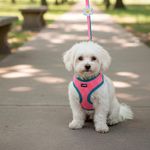 Set de Arnés y Jalador Lil Pals de Mesh Rosado