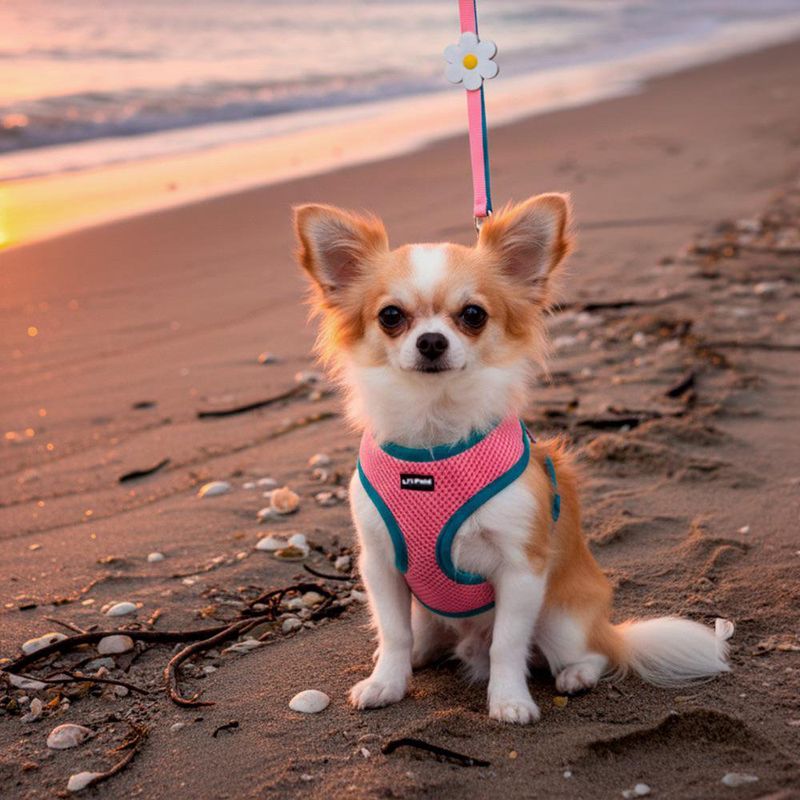 Set de Arnés y Jalador Lil Pals de Mesh Rosado