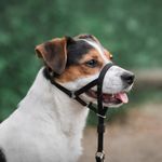 Bozal Ajustable Educativo Color Negro para Perro Talla L