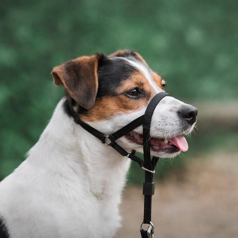 Bozal Ajustable Educativo Color Negro para Perro Talla L