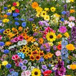 Semillas de Flores Anuales Mix para Jardín Ornamental de 1 Gramo