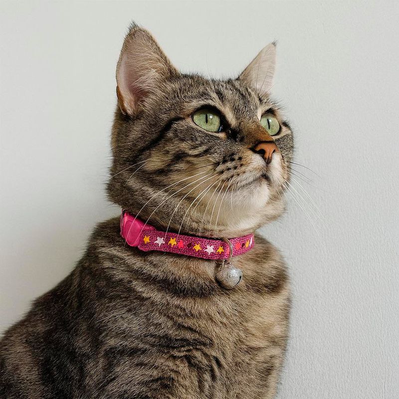 Collar para Gato Talla M - Colores Surtidos