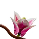LEGO Botanical Ramas de Magnolia de 435 Pzas