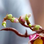 LEGO Botanical Ramas de Magnolia de 435 Pzas