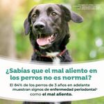 Solución Dental Fresh Breath para Perro 473 mL