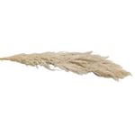 Rama Decorativa Pampa de 110 cm Color Beige