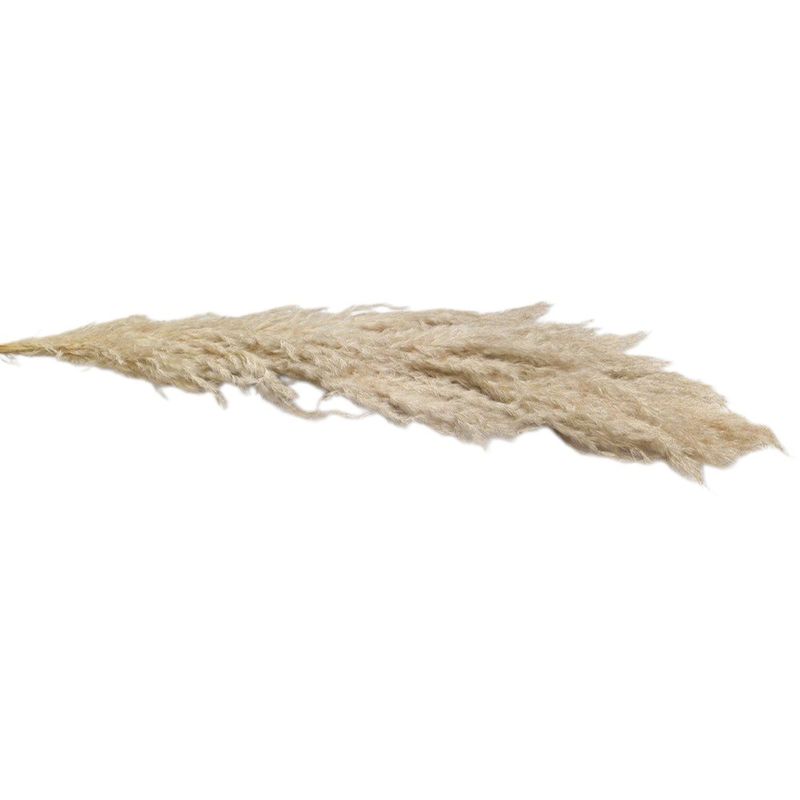 Rama Decorativa Pampa de 110 cm Color Beige