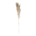 Rama Decorativa Pampa de 110 cm Color Beige