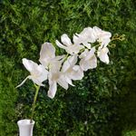 Rama de Orquídeas Blancas Artificiales 102 cm