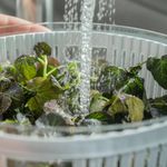 Organizador Clear Fresh con Cesto Removible de 5.5 Litros para Alimentos Color Transparente