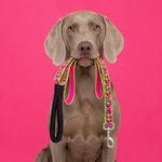 Correa para Perro de Nylon Diseño Petunias de 6 Pies x 1 Plg con Mango Acolchado Multicolor