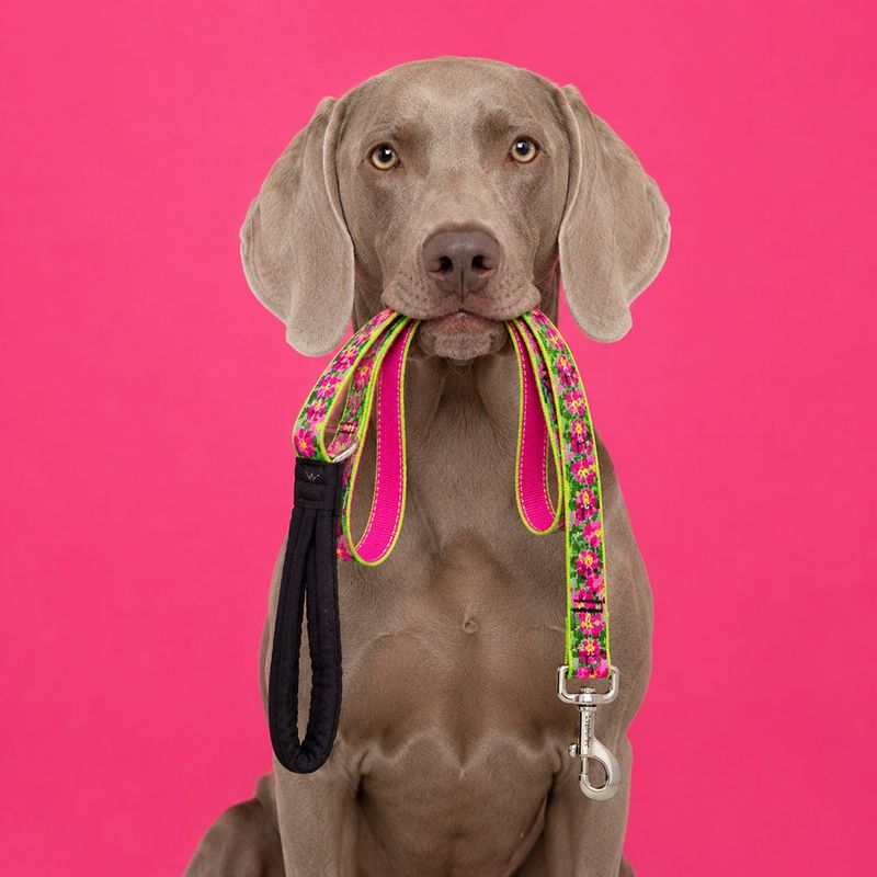 Correa para Perro de Nylon Diseño Petunias de 6 Pies x 1 Plg con Mango Acolchado Multicolor