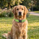 Collar Ajustable para Perro de Nylon Reflectante Diseño Diamante de 16 a 28 Plg x 1 Plg Verde