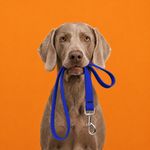 Correa para Perro de Biothane Impermeable de 6 Pies x 3/4 Plg Color Azul