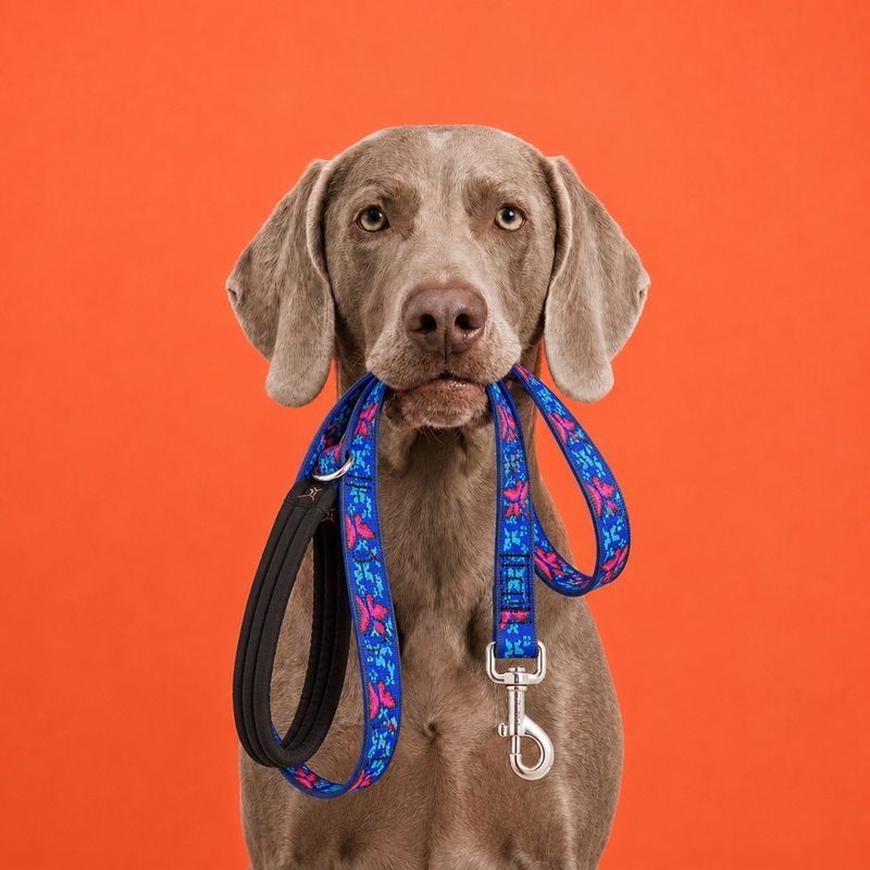 Correa para Perro de Nylon Diseño Mariposa de 6 Pies x 1 Plg con Mango Acolchado Azul
