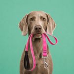 Correa para Perro de Nylon Reflectante Diseño Diamante de 6 Pies x 1 Plg con Mango Acolchado Rosa